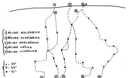 Ácido Aracdônico