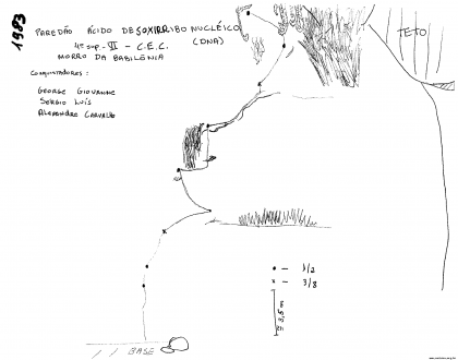 Ácido Desoxirribonucléico (DNA)