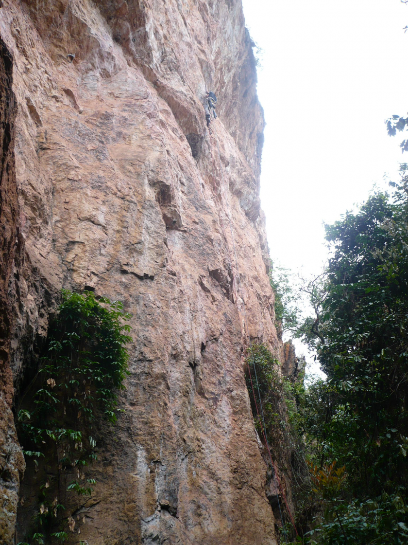 Lágrimas de Jacaré